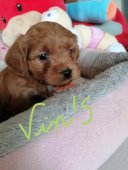 Vidocq 5 semaines et demie