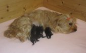 Houpette et ses bébés
