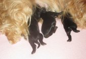 Les bébés