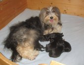 Plume et ses bébés 1 semaine