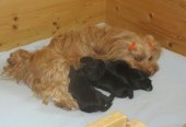 Maman et bébés 2 semaines