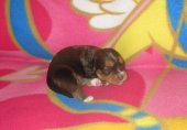 Cooper 2 semaines