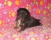 Femelle 3 semaines disponible
