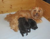 Maman et bébés  2 semaines