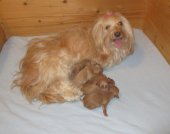 Maïa et ses bébés