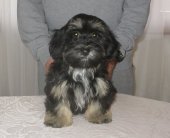 Attila 3 mois disponible