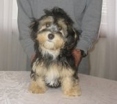 Apache 3 mois disponible